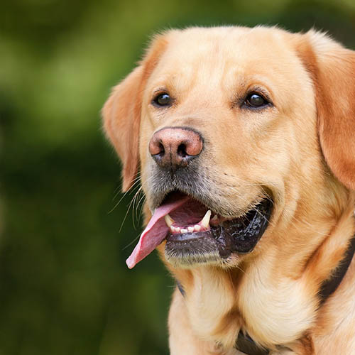  un chiot soin pharmacie des Arts et Métiers